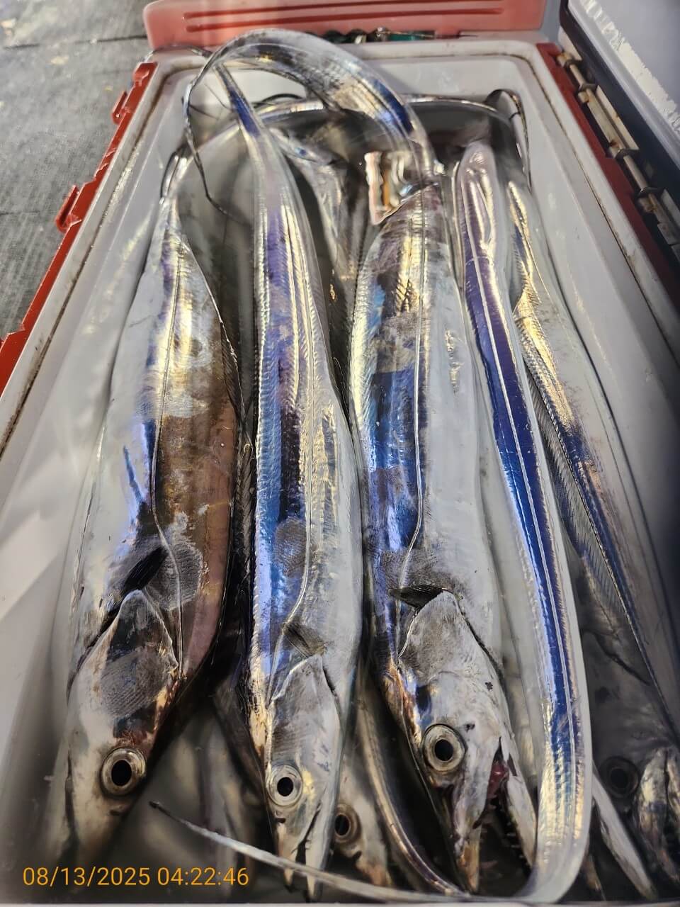 f655e6db359e26d9b89571d8ec6ddf53_1755080503_2207.jpg