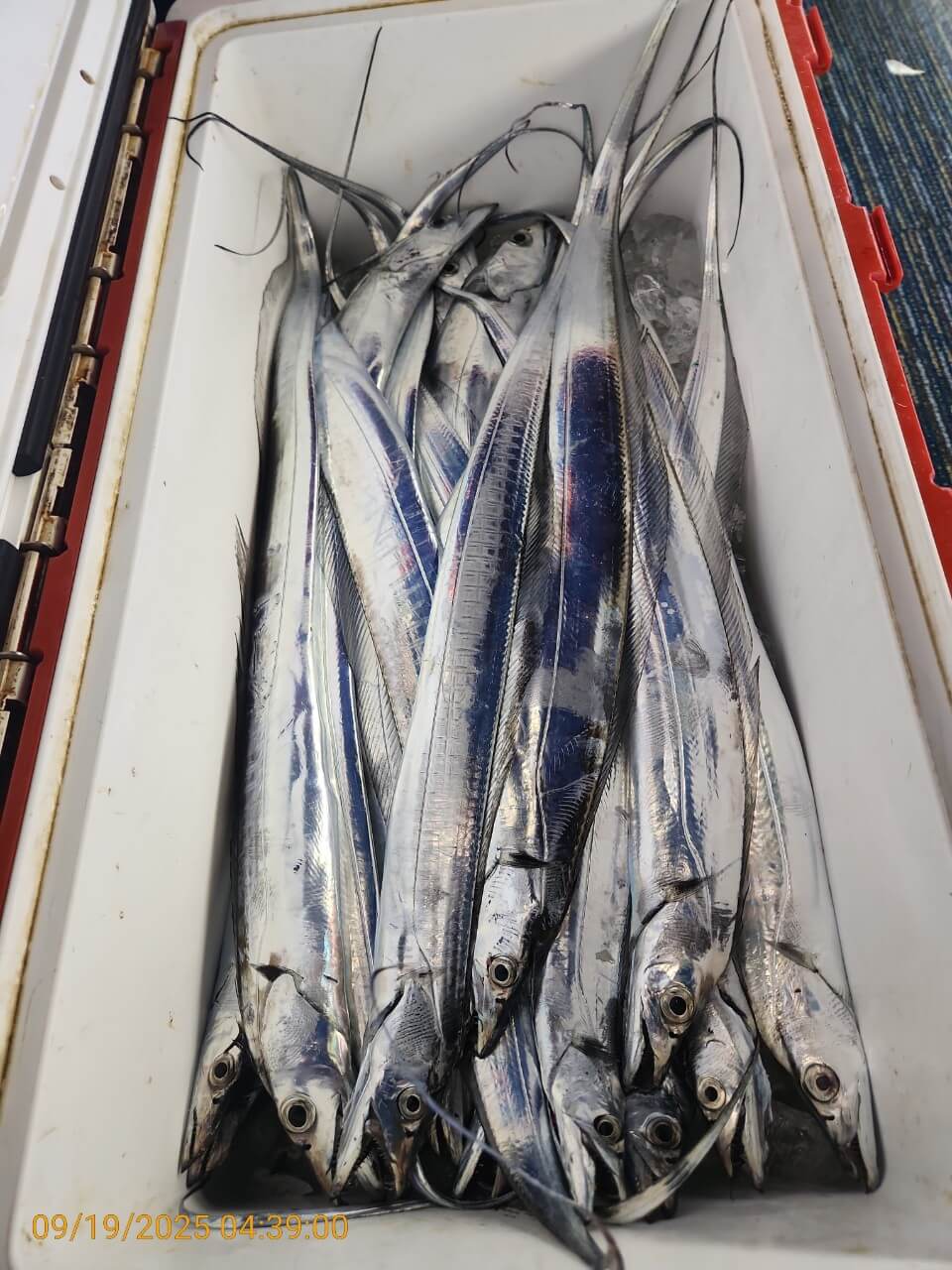 54fc947c683925861369243bc871ffc3_1758256692_6689.jpg