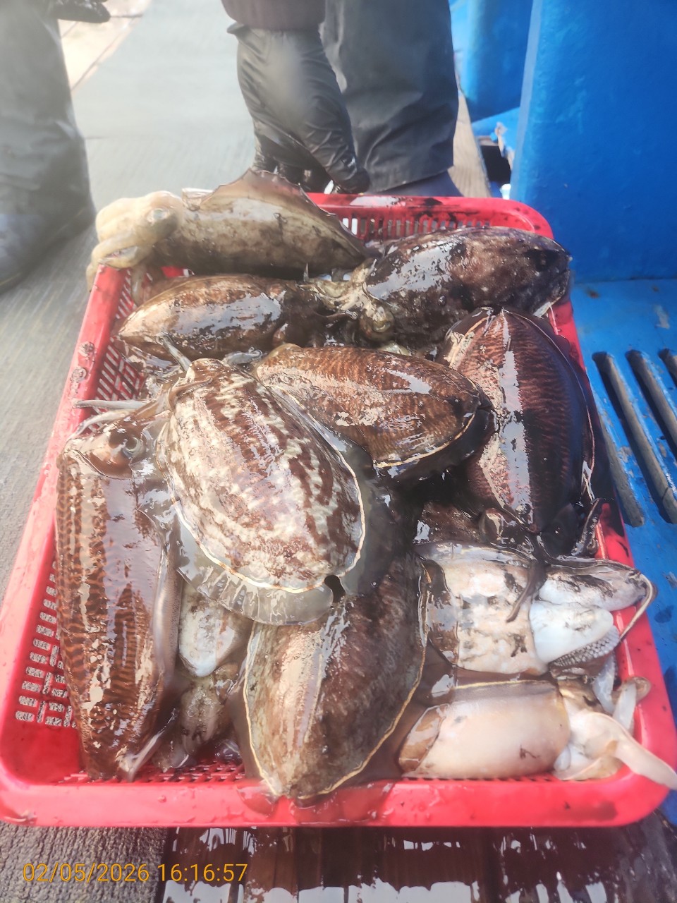 0aa71a4b05f408b44d97786ae0d9cfed_1770282645_521.jpg 0aa71a4b05f408b44d97786ae0d9cfed_1770282645_521.jpg