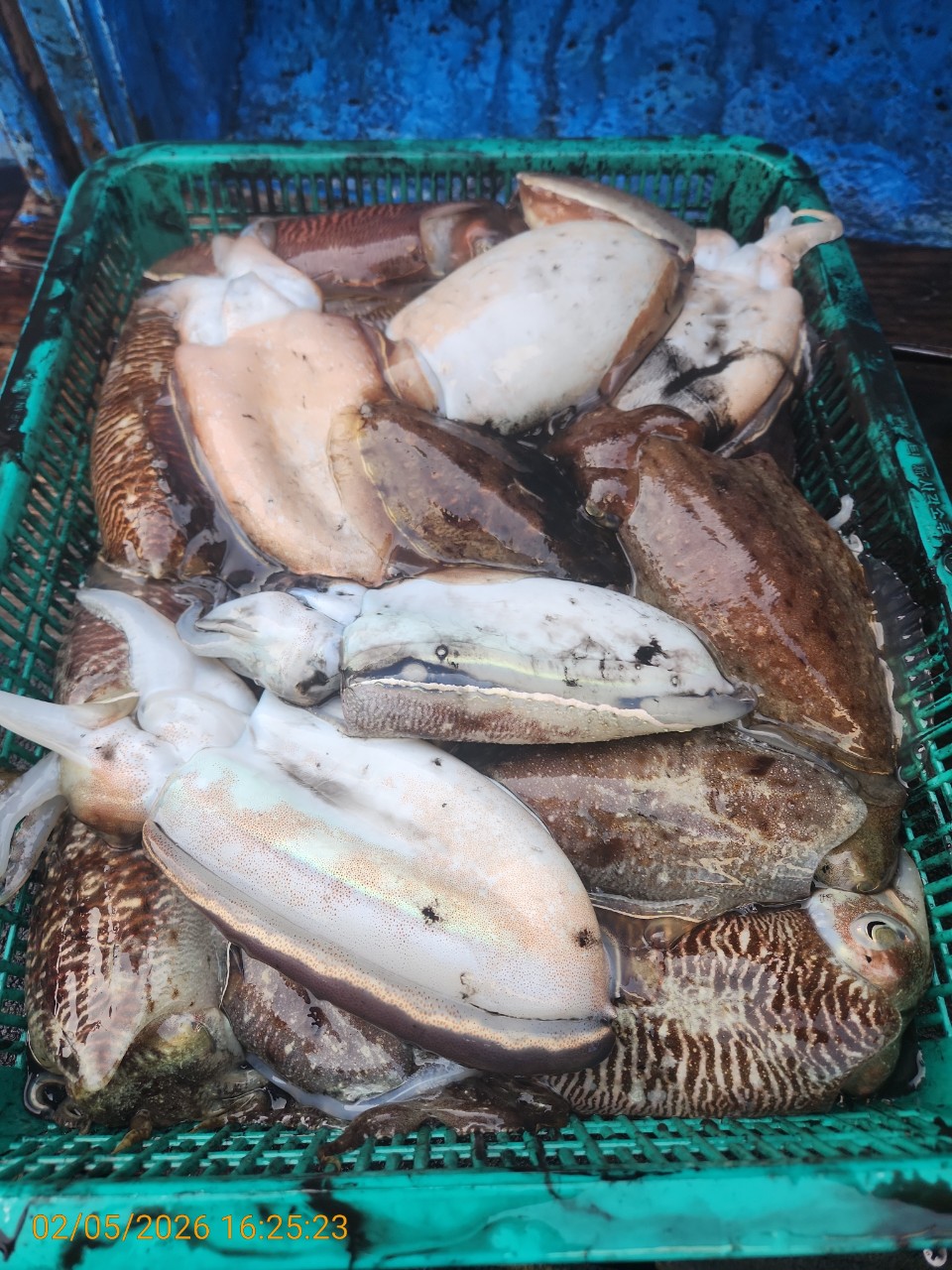 0aa71a4b05f408b44d97786ae0d9cfed_1770282645_5879.jpg 0aa71a4b05f408b44d97786ae0d9cfed_1770282645_5879.jpg